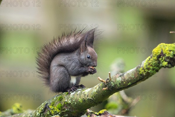 Squirrel holding nut in hands sitting on branch looking right