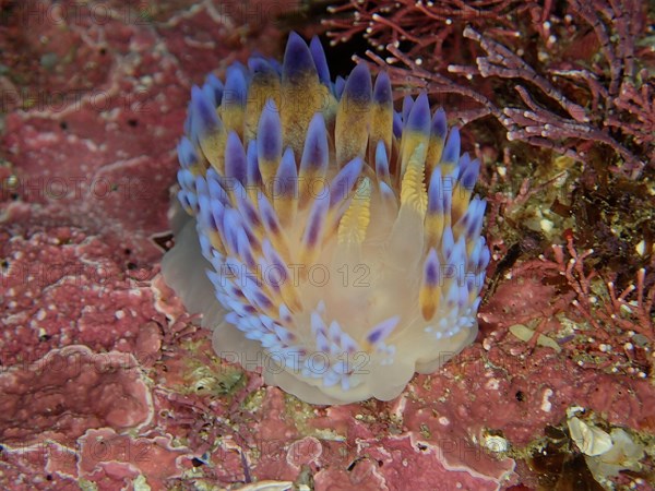 Gasflame nudibranch