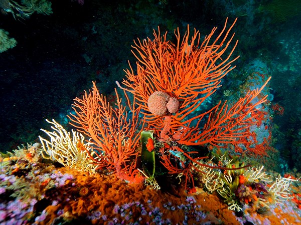 Plamate sea fan