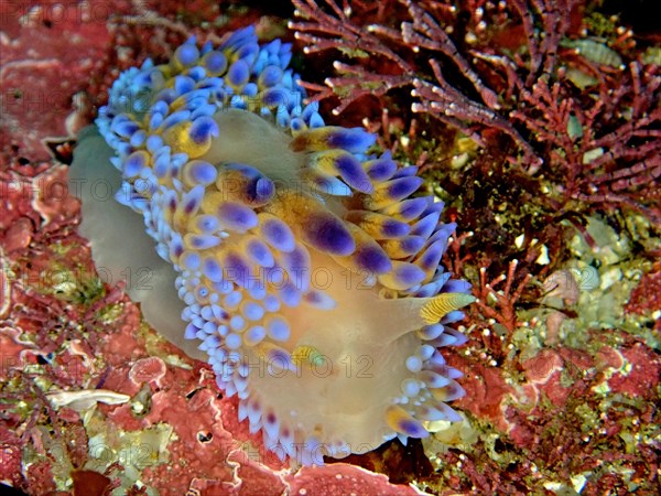 Gasflame nudibranch