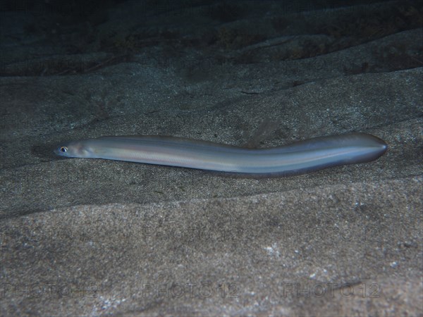 Golden Balearic Sea Eel