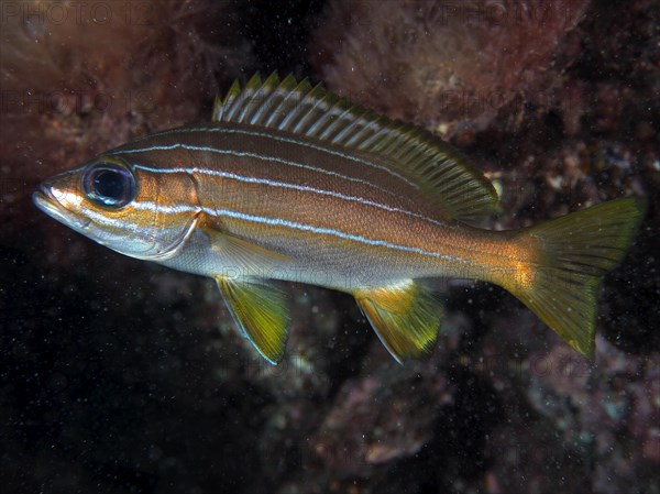 Eight-striped grunt