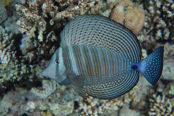 An Indian desjardin's sailfin tang