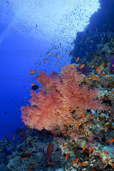 Hemprichs tree coral