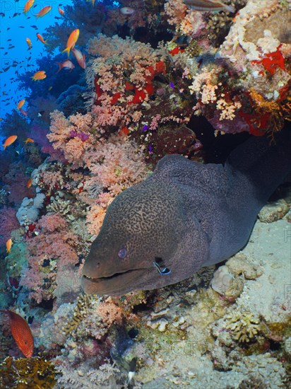 Giant Moray