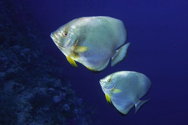 Two roundhead batfish
