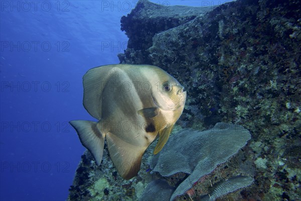 Orbicular batfish