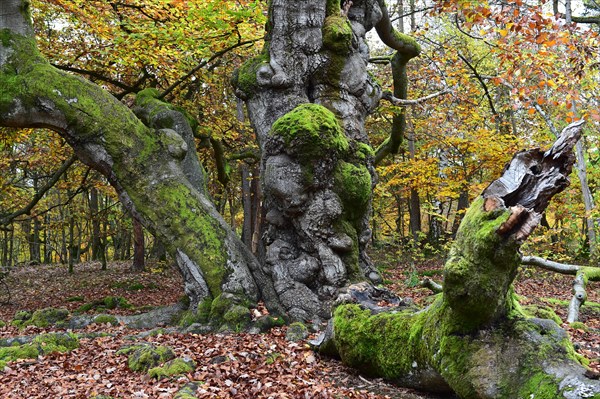 Old beech