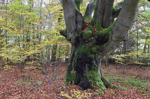 Old beech