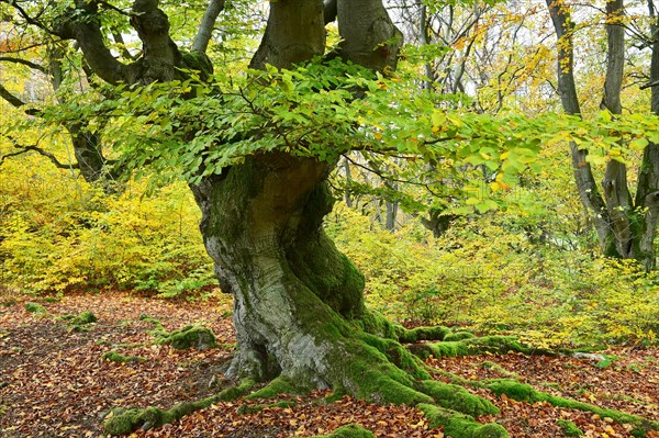 Old beech