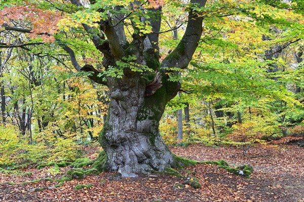 Old beech