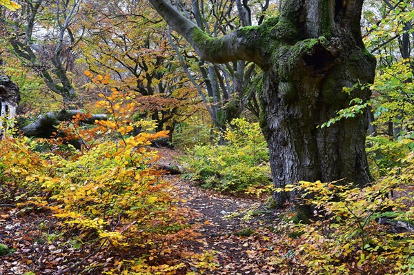 Old beech