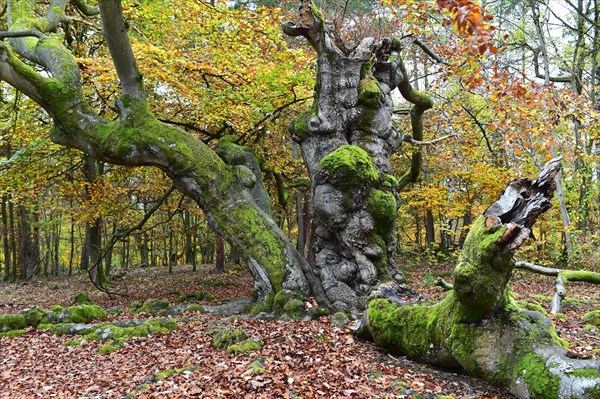 Old beech