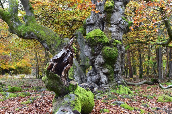 Old beech