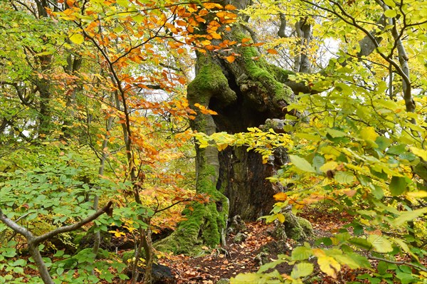 Old beech