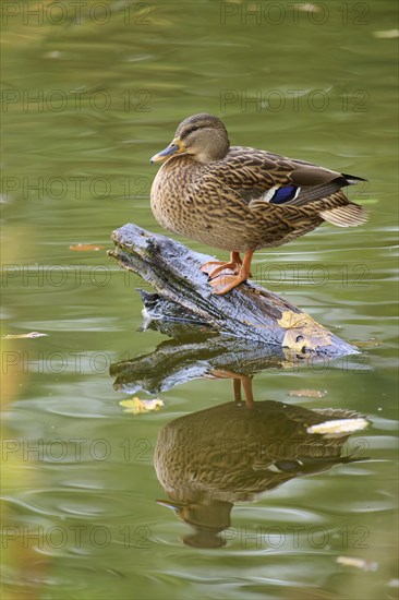 Mallard