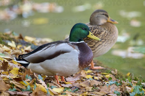 Mallard