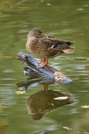 Mallard