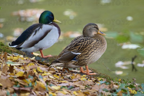 Mallard