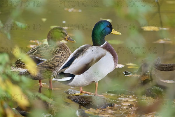 Mallard