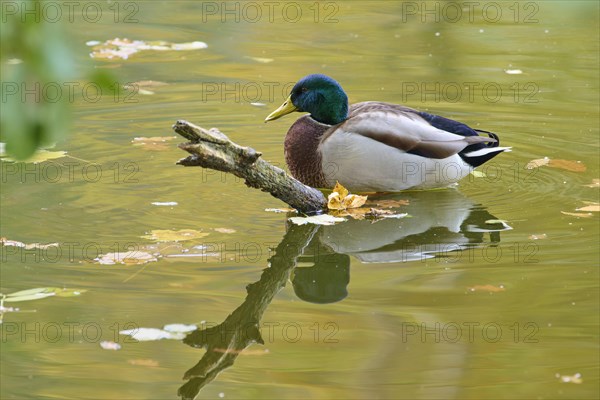 Mallard