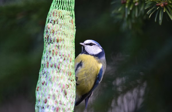 Blue tit
