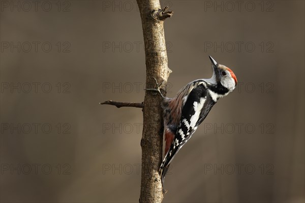 Middle Spotted Woodpecker