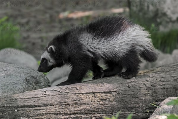 Young wolverine