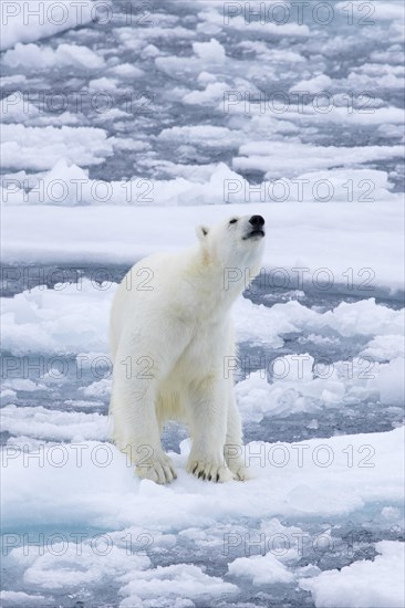 Lone polar bear