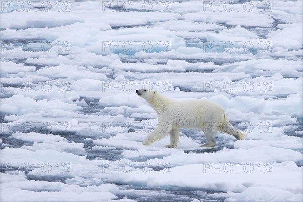 Solitary polar bear