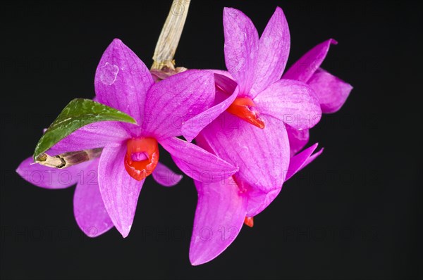 Dendrobium sulawesiense