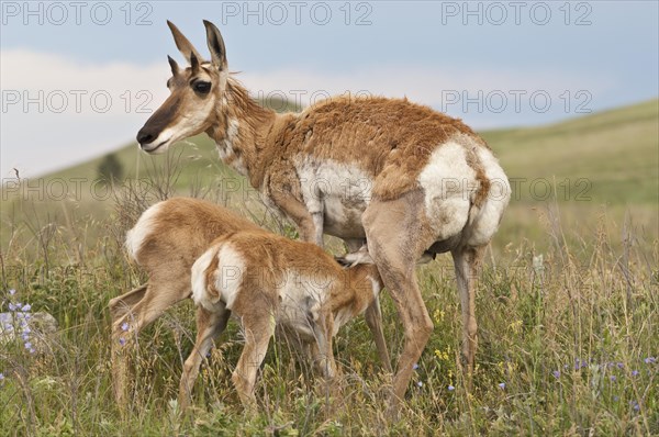 Pronghorn female with twin calves/fawns