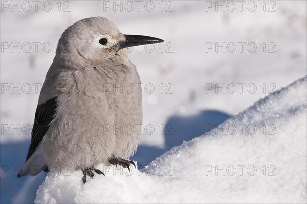 Clark's Nutcracker