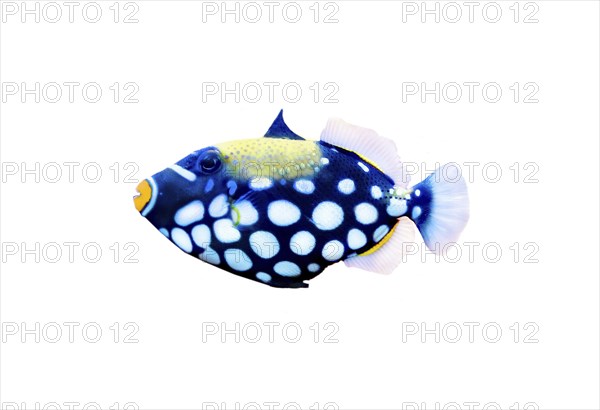 The clown triggerfish