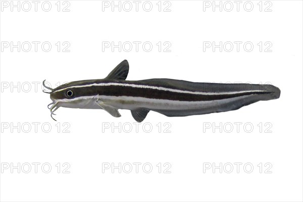 Striped eel catfish