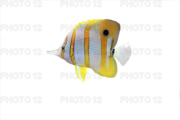 Copperband butterflyfish