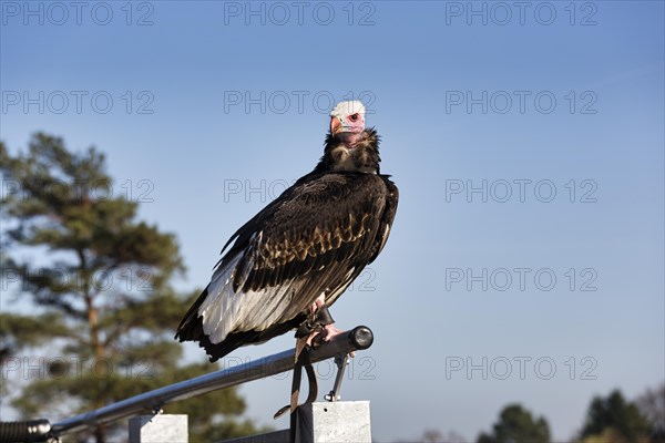 White-headed vulture