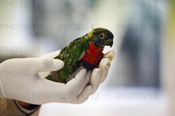 Swainson's lorikeet