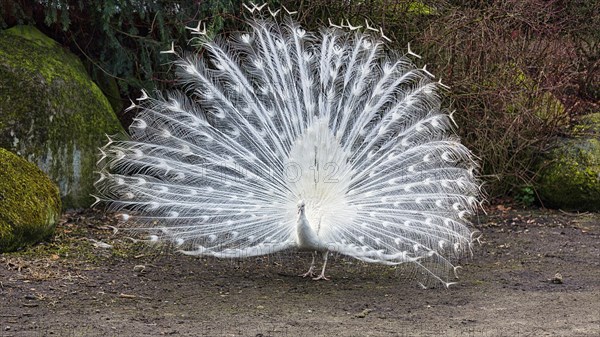 White indian peafowl