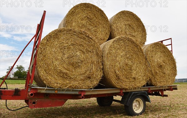 Round bales on a trailer are being transported