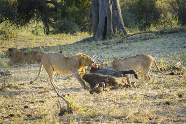 2 lionesses feeding on a Cape buffalo carcass. 1 animal is biting off a chunk of meat