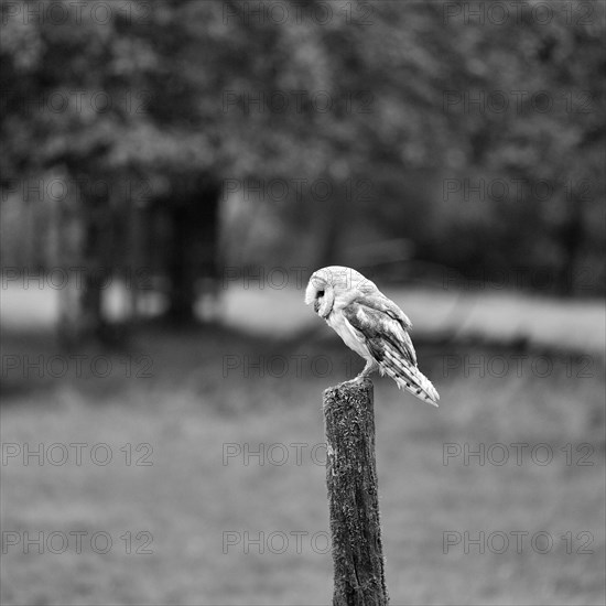 Common barn owl