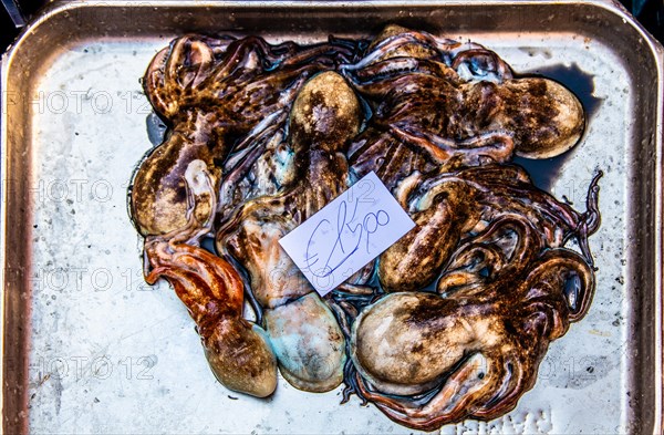 Historic fish market La pescheria with a cornucopia of colourful sea creatures