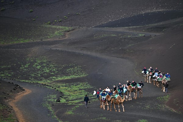 Camel herd with tourists in Timanfaya National Park
