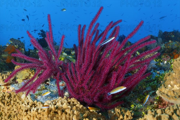 Gorgonian