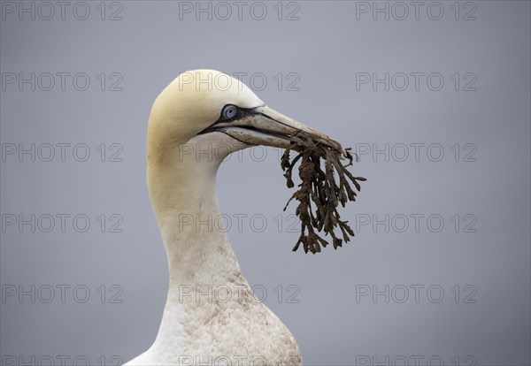 Northern gannet