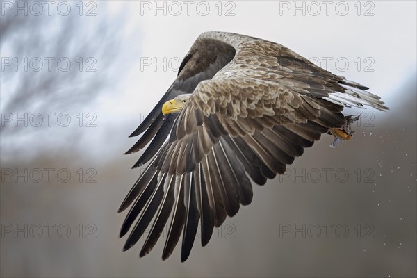 White-tailed eagle