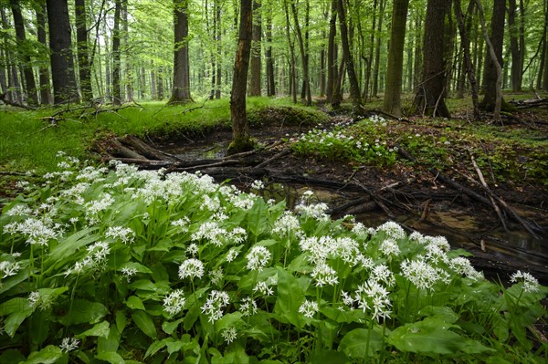 Ramsons