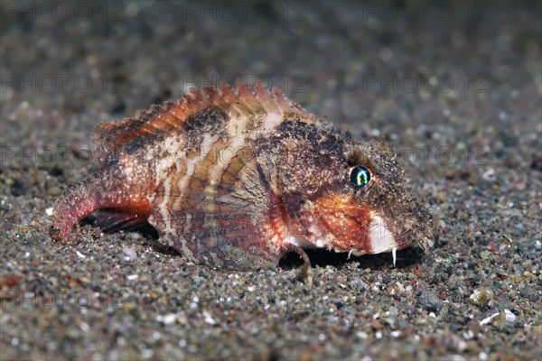 Painted ray-finned fish