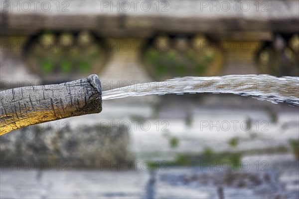 Elephant splashing with water